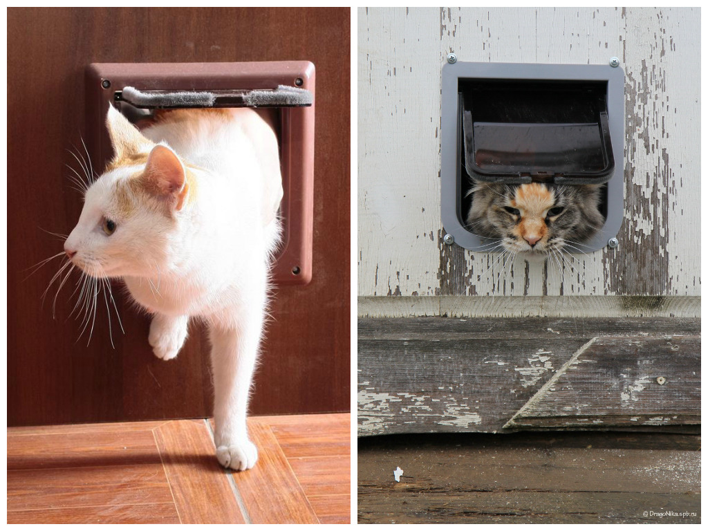 Дверца для кошек в двери