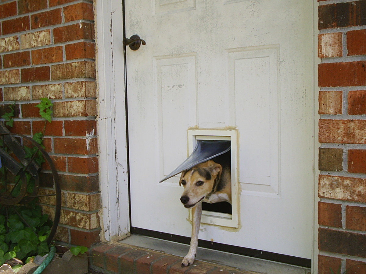 врезные двери для больших собак